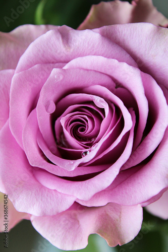 close up of pink rose, selective focus, perfect background