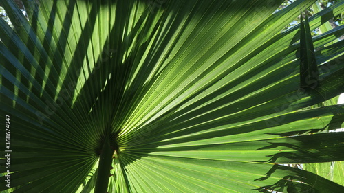 Tropical Summer Feel Palm Tree Vacation Holiday Island Getaway