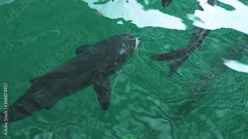 Black fishes swiming inside a trap net in the water. Fish, seafood farming. Big fishes swimming in clear saltwater in fishtrap. photo