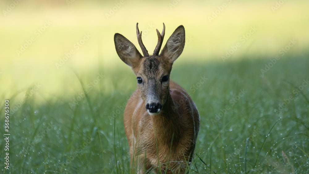 Sarna (Capreolus) Sarna (Capreolus)