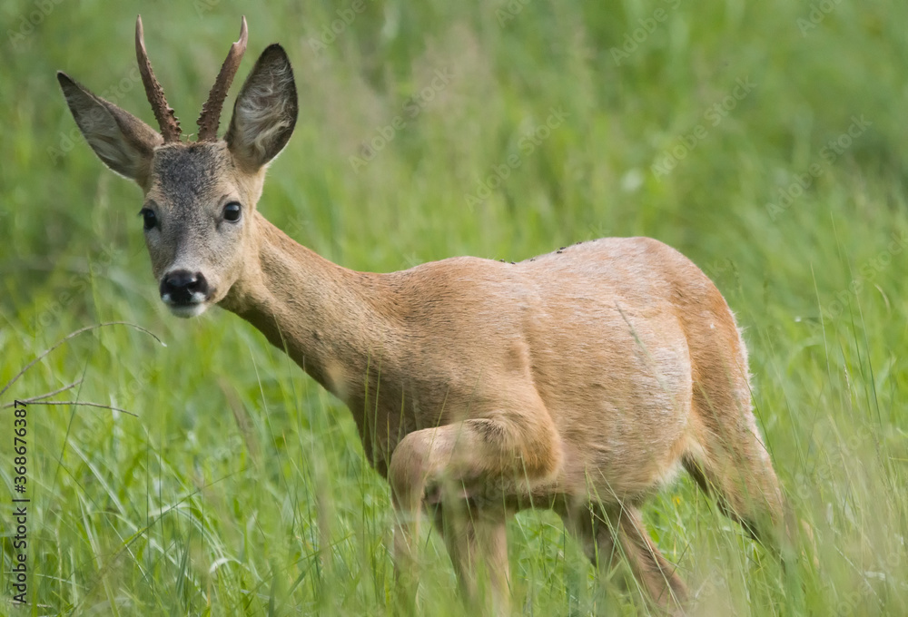 Roe deer (Capreolus)
in the meadow in the morning Roe deer (Capreolus)
in the meadow in the morning
