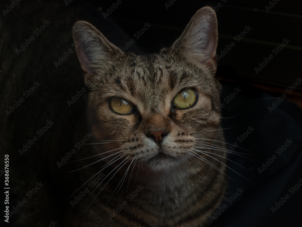 Tabby cat closeup portrait