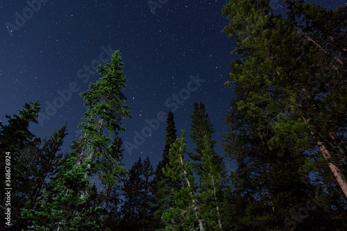Starry Night in the Pines © Matthew
