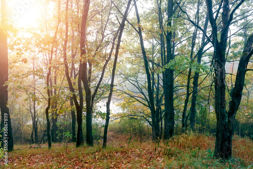 Beautiful morning in the misty autumn forest with sunrise.