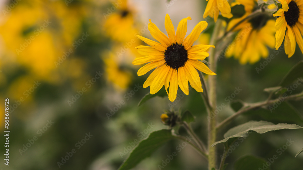 Obraz premium Pretty sunflower