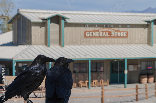 Fotografi Common Ravens (Corvus corax)  Gather Near The General Store at Stovepipe Wells,
