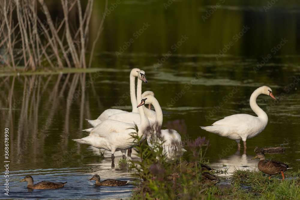 Mute swan standing in shallow water. Mute swan standing in shallow water.