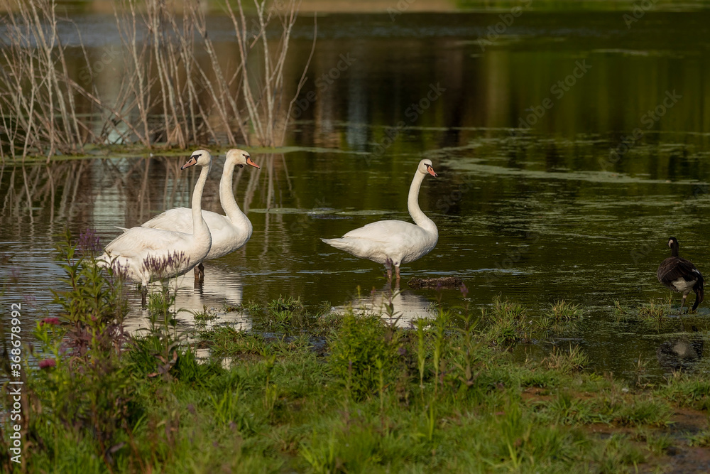 Mute swan standing in shallow water. Mute swan standing in shallow water.
