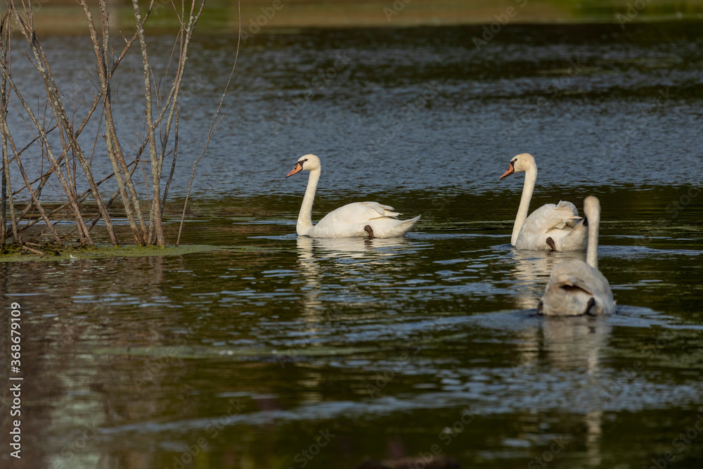 Obraz premium Mute swan standing in shallow water.