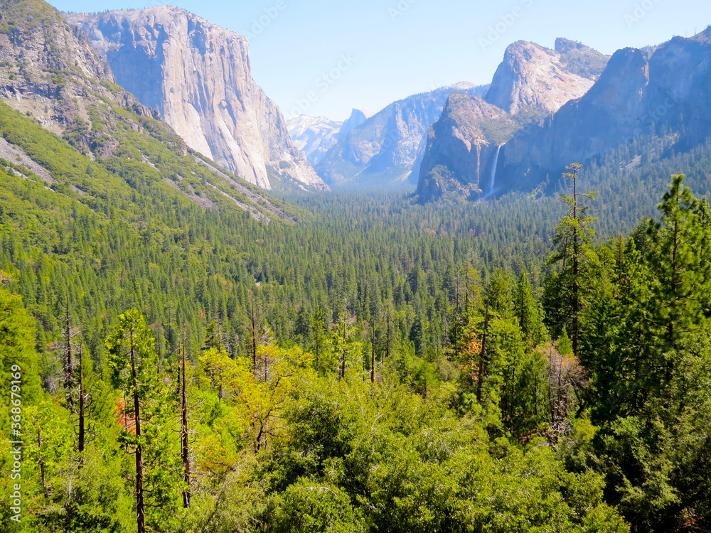 View of the forest at Yosemite National Park