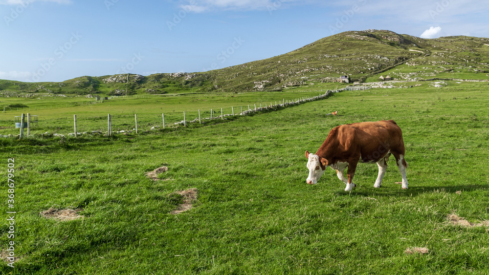 Brown cows in the field on sunny day.