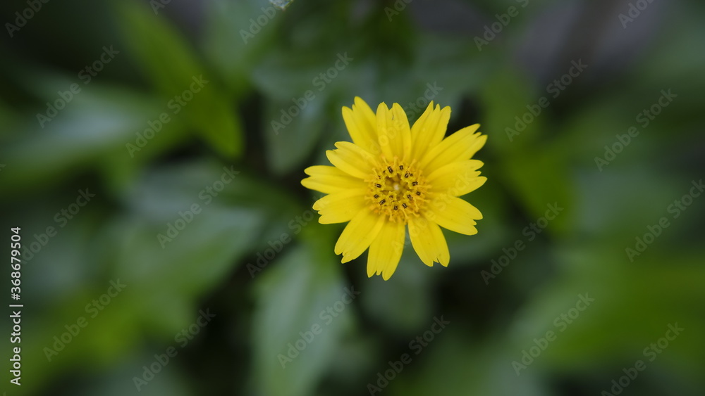 yellow flower yellow flower