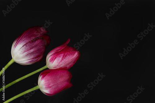 Close-up of three bright pink and red tulips on a black background. a copy of the space. Horizontal photo.