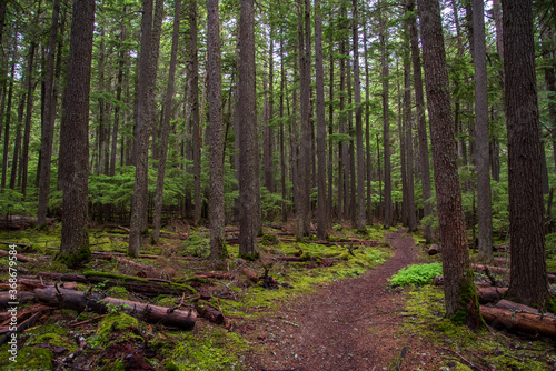Wallpaper Mural Glacier National Park trails through the forest. Torontodigital.ca