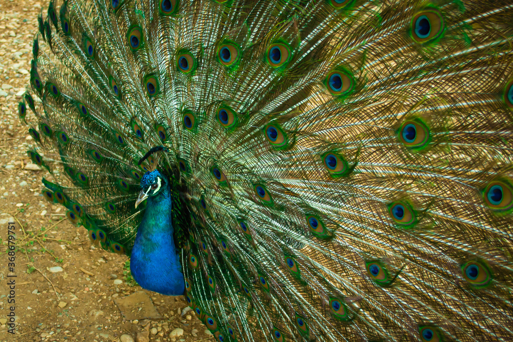Obraz premium Close up of a beautiful Indian male peacock bird showing his colorful feather tail.