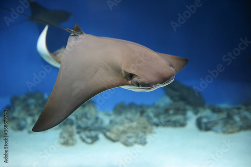 cownose ray swimming in the water,  
fish underwater in the aquarium