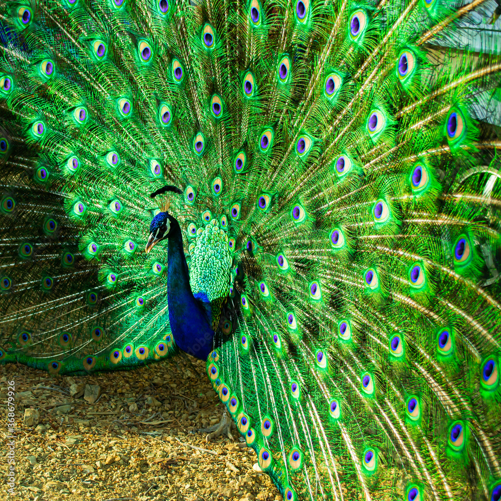 Obraz premium Close up of a beautiful Indian male peacock bird showing his colorful feather tail.