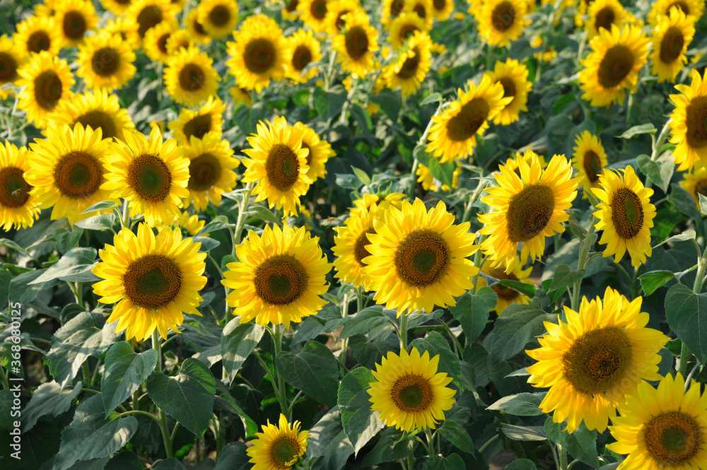 sunflower blooming in the field in summer sunflower blooming in the field in summer