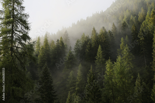 Fototapeta Naklejka Na Ścianę i Meble -  Foggy Pine forest