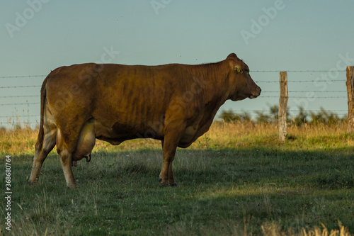 Standbild einer Kuh auf der Weide.