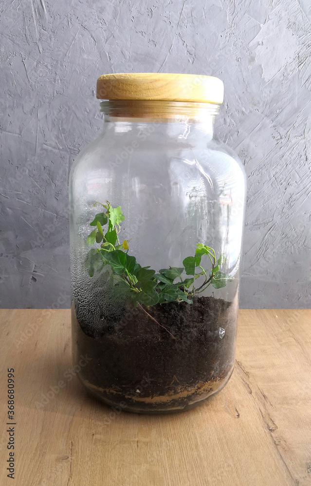 Closed florarium in a glass jar with a wooden lid on the background of a concrete wall on the table. Interior decor. Indoor flower in a greenhouse. Ecosystem in a vessel. A garden in a bottle Closed florarium in a glass jar with a wooden lid on the background of a concrete wall on the table. Interior decor. Indoor flower in a greenhouse. Ecosystem in a vessel. A garden in a bottle