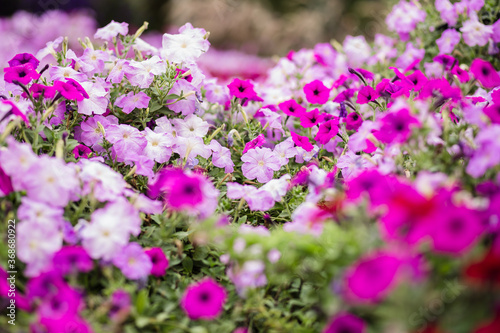 purple flowers in the garden