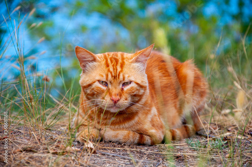 Orange cat. Kind eyes. Striped tail.