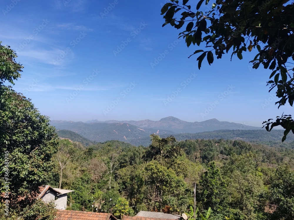 Fototapeta premium tree in the mountains
