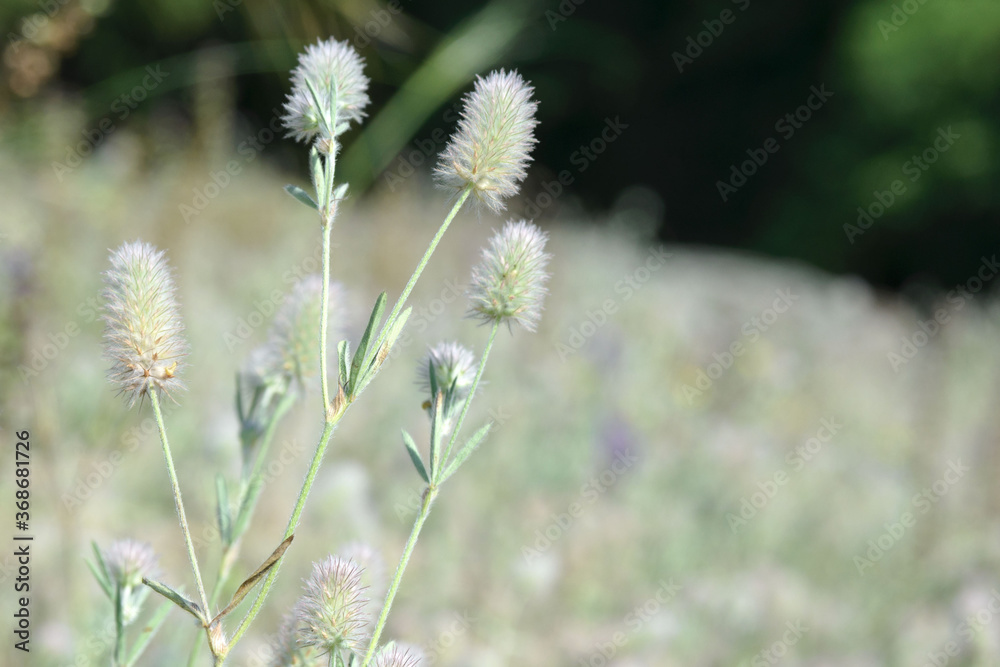 Fluffy flowers of field Clover Trifolium arvensearvensis herba. Bokeh, blur. Background from flowering plants. Fluffy flowers of field Clover Trifolium arvensearvensis herba. Bokeh, blur. Background from flowering plants.