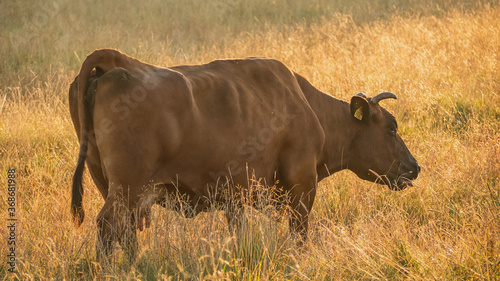 Brown cow in a meadow eats grass.