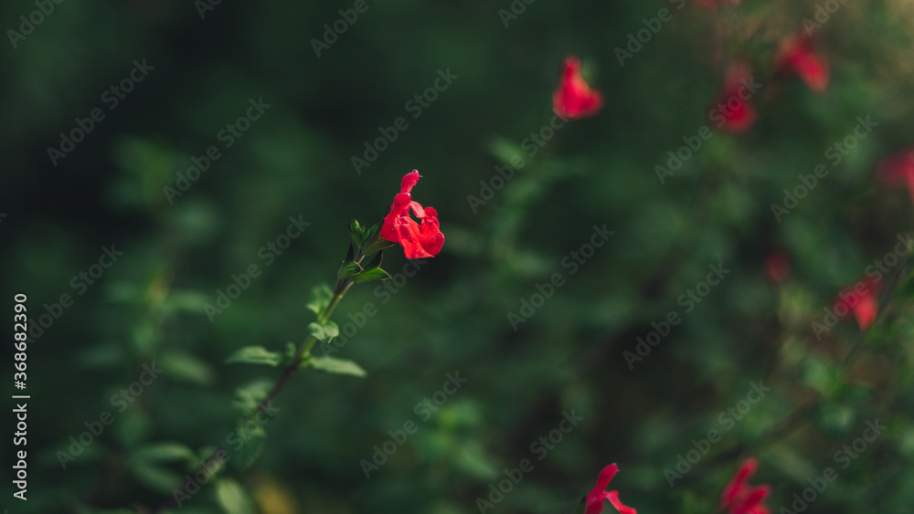 red flower in the garden red flower in the garden