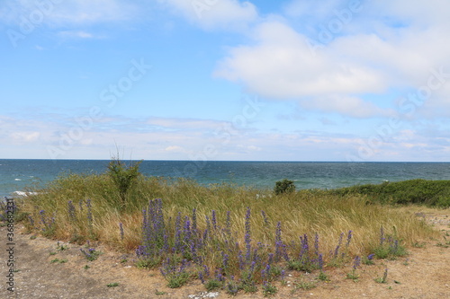 Area around Hoburgen on the Swedish island of Gotland, Sweden photo