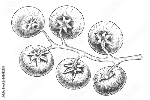 Tomatoes. Branch with five tomatoes. Engraving vintage vector black illustration. Isolated on white background. Hand drawn design element for label and poster © Igor