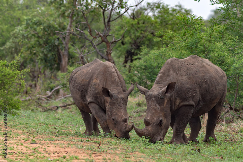 White Rhino