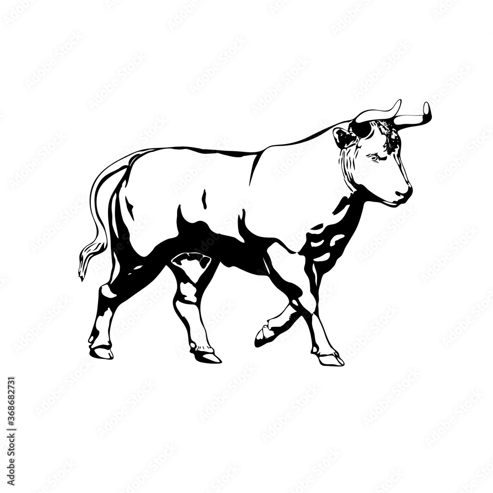 Sketch bull on white background.