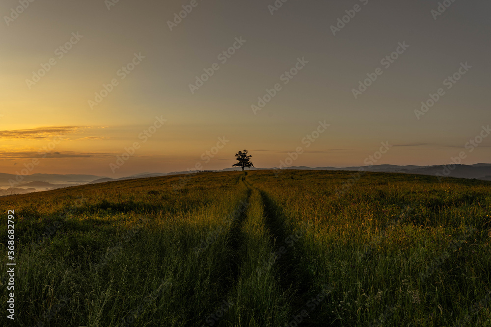 Lone tree captured in beautiful sunrise scenery in summer Lone tree captured in beautiful sunrise scenery in summer