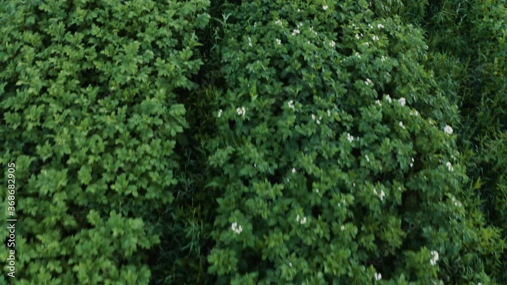Potato field in the countryside on a private plot, a wide range of vegetables. Potato field in the countryside on a private plot, a wide range of vegetables.