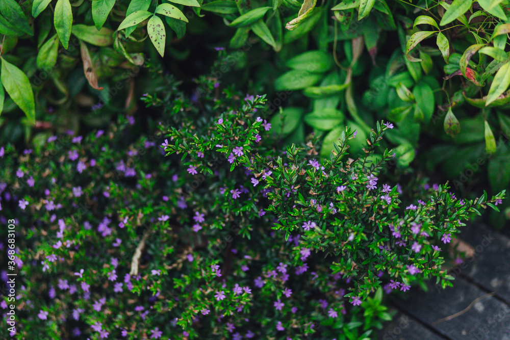 green ivy leaves green ivy leaves