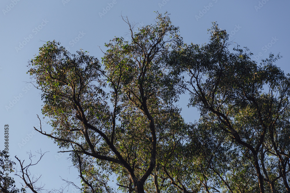 trees and sky trees and sky