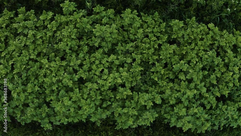Out of the top of the potato field, potatoes of different varieties in one part of the field, seasonal cultivation of potatoes, seasonal vegetables. Out of the top of the potato field, potatoes of different varieties in one part of the field, seasonal cultivation of potatoes, seasonal vegetables.