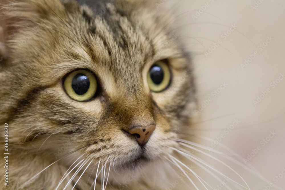 A domestic long haired cat