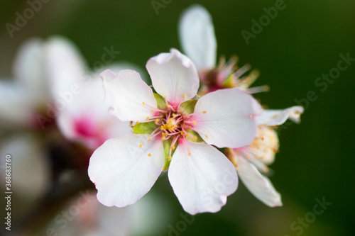 A flowering Almond tree  Prunus dulcis 