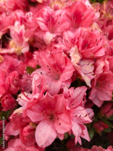 flower closeups