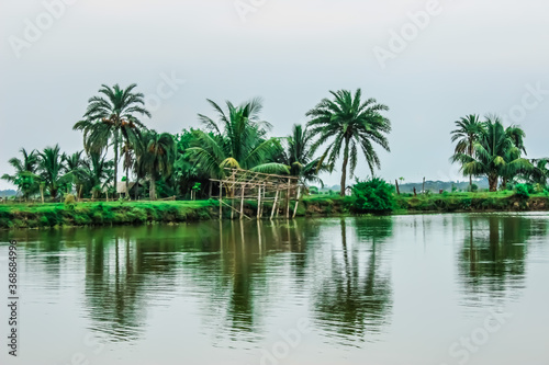 palm trees in the water © avijith