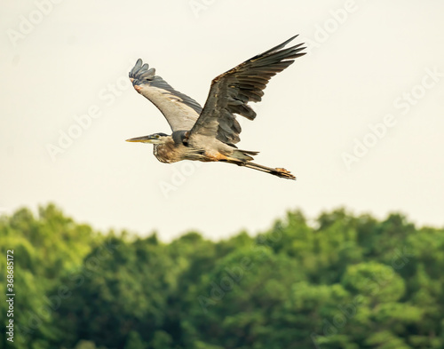 Great Blue Heron in Flight Over a Lake.