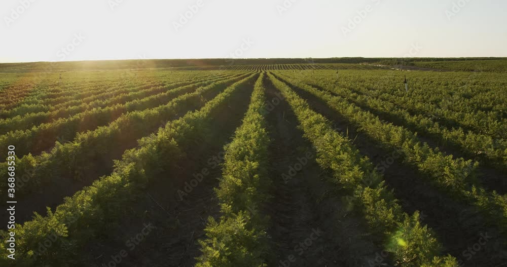 Carrot plant growing in earth, organic farming, rows in the field, closeup Carrot plant growing in earth, organic farming, rows in the field, closeup