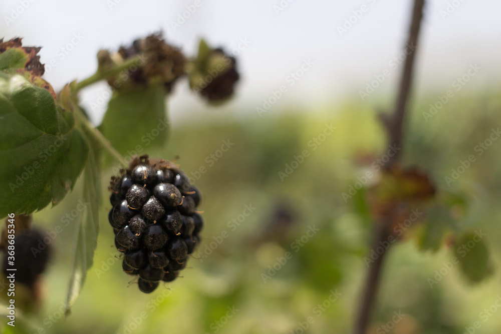 blackberry on the tree blackberry on the tree
