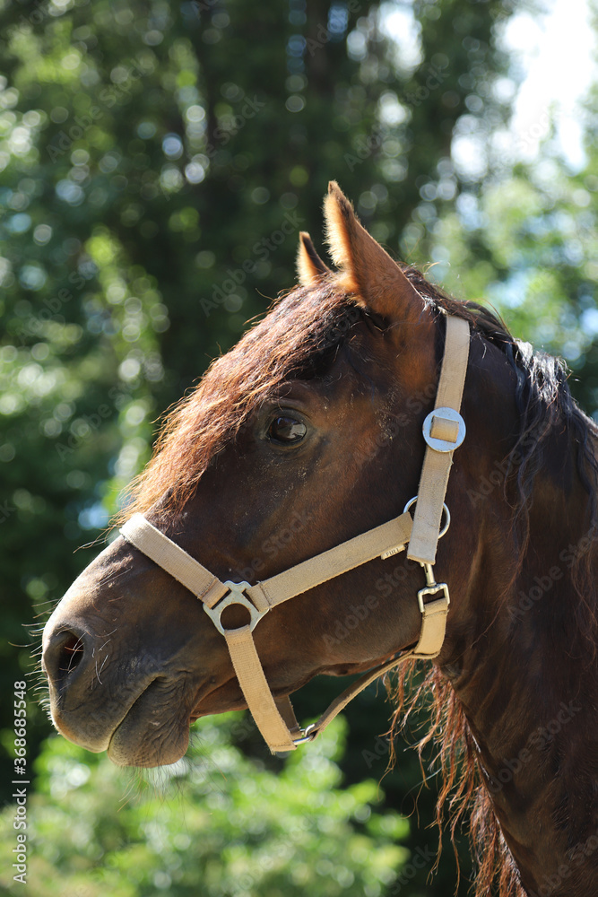 Adult morgan horse standing in summer corral near feeding station and other horses Adult morgan horse standing in summer corral near feeding station and other horses