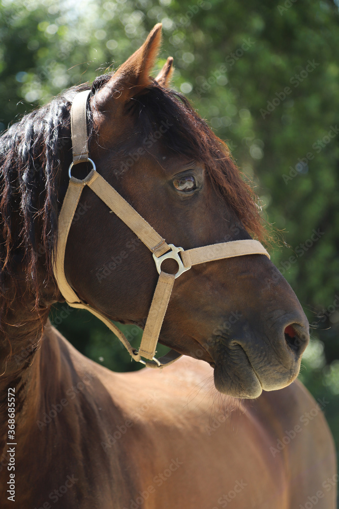 Obraz premium Adult morgan horse standing in summer corral near feeding station and other horses