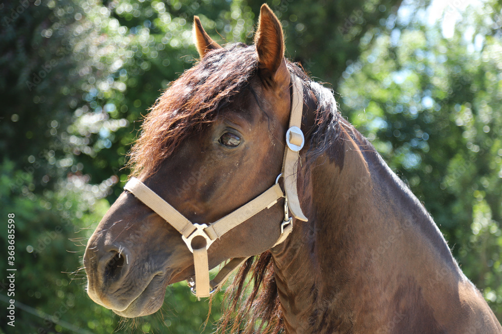 Fototapeta premium Close-up portrait of a young morgan breed stallion portrait in the paddock on a clear sunny day